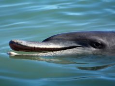 Dolphin - Monkey Mia